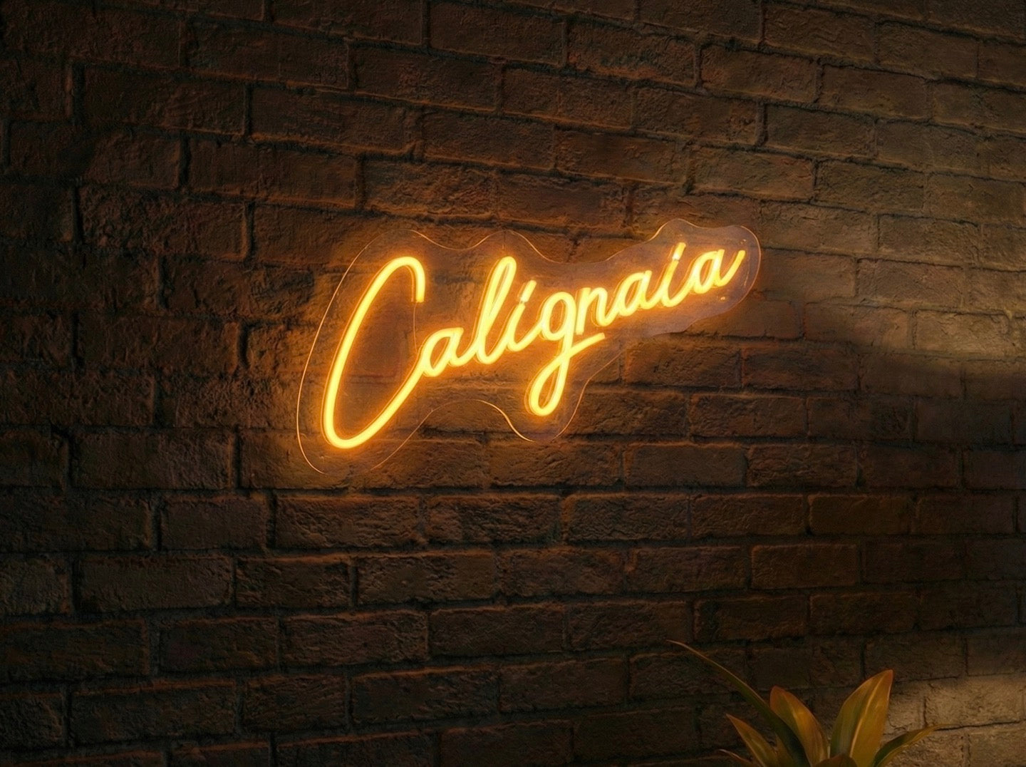 CALIGNAIA - NEON